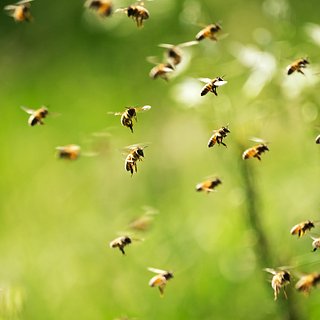 Футбольный матч в Танзании прервало нашествие пчел Танзании, Абуджа, Сити, Квараа