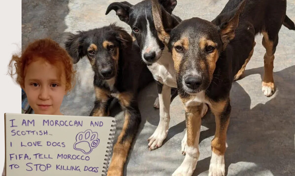 Новое пятно на репутации ФИФА. Марокко устроило собачью бойню перед ЧМ-2030 Марокко, Международной, Инфантино, Развитые