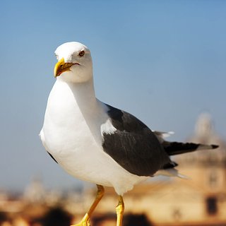 Стамбуле, Александр, Кержаков, России, Чайку